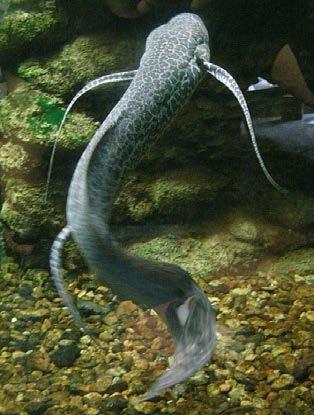 Slika 14. Protopterus aethiopicus (https://en.wikipedia.org/wiki/marbled_lungfish). 4.1.2.5. Strategija 5 - Isparavanje NH 3 Kod nekih vrsta kao Misgurnus anguillicaudatus (Sl. 15.