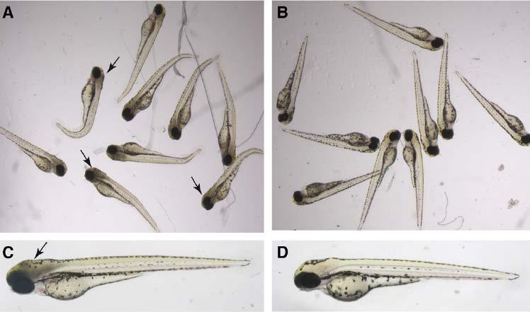 Slika 16. Moždana smrt u larvama tri dana starih zebrica zbog djelovanja 5 mm NH 4 Ac ( A i C) i 5 mm NaAc (B i D) (Feldman i sur., 2014). 4.2. Ostali modeli hiperamonemije 4.2.1. Hibernirajući medvjedi Medvjedi (Sl.