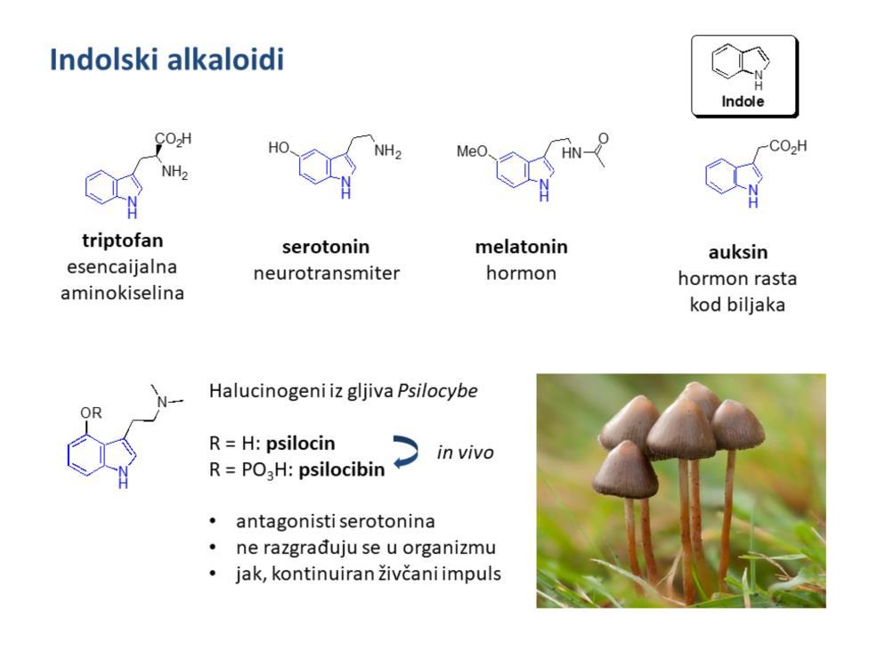 Indolski alkaloidi sadrže indolsku jezgru i njihova biosinteza polazi iz aminokiseline triptofana.