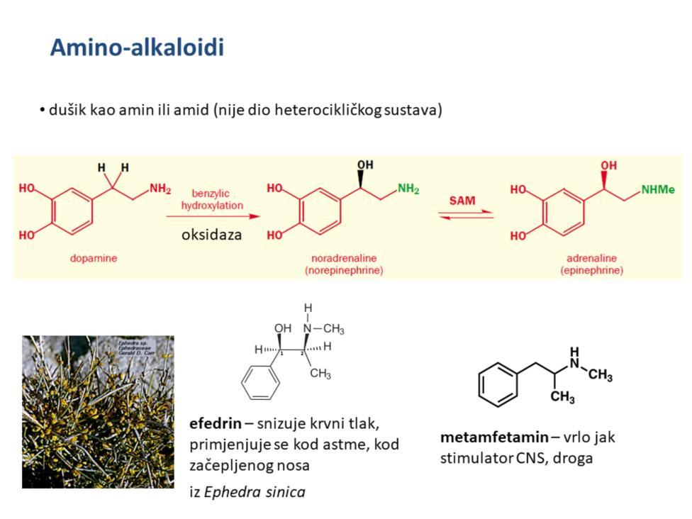 Iz dopamina dalje mogu nastati drugi metaboliti koji su po strukturi alkaloidi. Dodatkom hidroksilne skupine (stereoselektivno!
