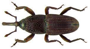 Sitophilus granarius (L.) žitni žižak Imago je tamno smeďe do crne boje, veličine 3,0 4,5 mm (Slika 5.). Nema opnastih krila i zbog toga ne moţe letjeti.