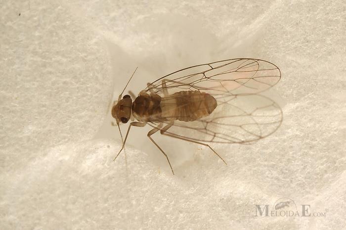 Sekundarni štetnici Psocoptera spp.- Prašne uši To su sitni kukci veličine 1 2 mm (Slika 6.). Najčešće se nalaze u velikim skladištima ţitarica.