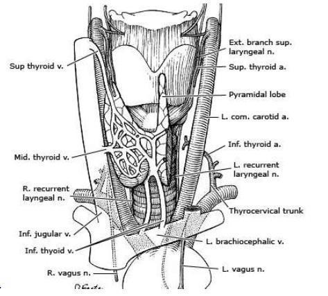 uložen infrahioidni mišić koji prekriva štitnjaču sprijeda i postranično, a lateralnu stranu štitnjače prekriva m. sternocleidomastoideus (1). Slika 1. Anatomija štitnjače (preuzeto s http//www.