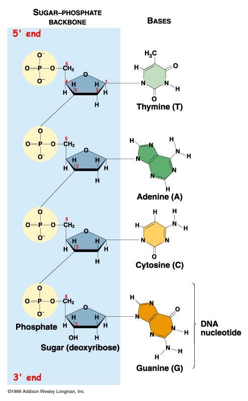 na 5 kraju nedostaje nukleotid na 5 poziciji (ima 5 fosfat)