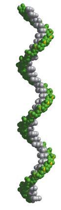 slične A obliku DNA Sekundarne strukture