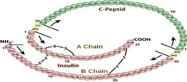 Preproinsulin-od 04 aminokiseline, proinsulin-monolančani polipeptidni niz od 86 ak (insulin i peptid C ) z proinsulina nastaje insulin, uz odvajanje C-peptida i 4 ak.