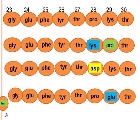 sredinu. prečena deaminacija i dimerizacija sp2. o Uvođenjem 27-rg (bazna ak) i 30-Thr- - insulin koji je rastvorljiv u kiseloj sredini i manje rastvoran na višim vrednostima p (fiziološkom p).