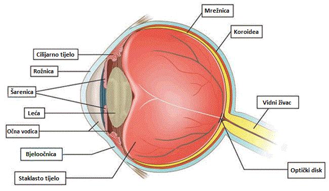 1.1. DEFINICIJA I PATOFIZIOLOGIJA Glaukom je kronična progresivna optička neuropatija karakterizirana promjenama na vidnom živcu i progresivnim gubitkom vida što ga čini vodećim uzrokom ireverzibilne