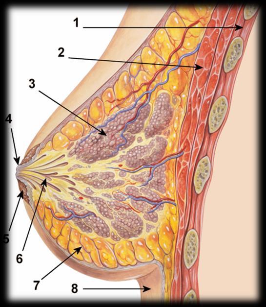 Slika 1. Anatomija dojke (1. Grudni koš; 2.