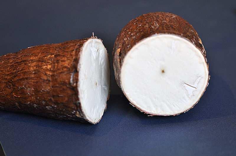 Manioka (lat. Manihot esculenta, eng. cassava) (Anonymus 4, 20