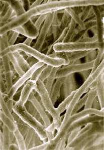 Među mnogobrojnim korištenim fungima su vrste iz rodova Aspergillus, Rhizopus, celulolitički funge poput Chaetomium