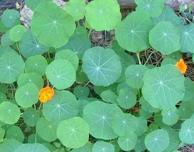 Sanskritsko LATĀ ( ल ) je LINIJA, PRAVAC. Srpsko LATICA je dio cvijeta koji se od od sredine cvijeta PRAVOLINIJSKI GRANA na sve strane. Dragoljub (Tropaeolum majus, lat.). Keltsko (gaelik) SLAT je ŠTAP.
