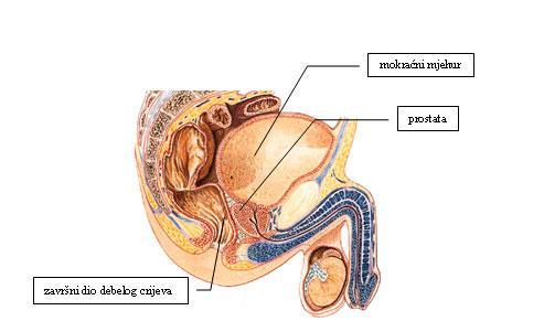 1.1. Anatomija prostate Prostata (kestenjača, predstojna žlijezda) je organ smješten u maloj zdjelici (1). Nalazi se ispod mjehura, ispred rektuma, a iza preponske simfize (Slika 1.) (1). Slika 1.