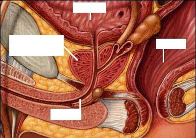 1.1. Anatomija prostate Prostata je neparni organ, prisutan samo u muškaraca u sastavu genito-urinarnog trakta.