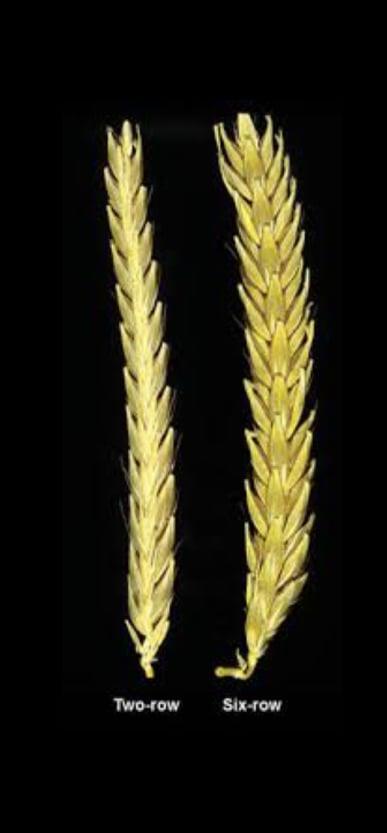 Slika 1. Klasovi dvorednog i višerednog ječma (izvor: http://agronomija.