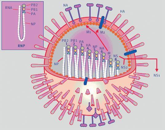 Slika 1. Shematski prikaz virusa influence A Uz dozvolu preuzeto iz Puljiz Ivan, Kuzman Ilija. Gripa uvijek aktualna bolest. Medicus 2005, Vol.14 No.1 1.3.