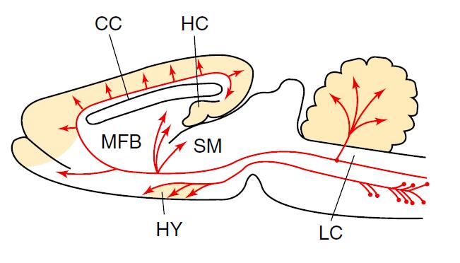 1.5.2.2. Noradrenalin Primarni izvor noradrenergičkih neurona u centralnom živčanom sustavu je locus coeruleus, jezgra smještena u moždanom deblu.
