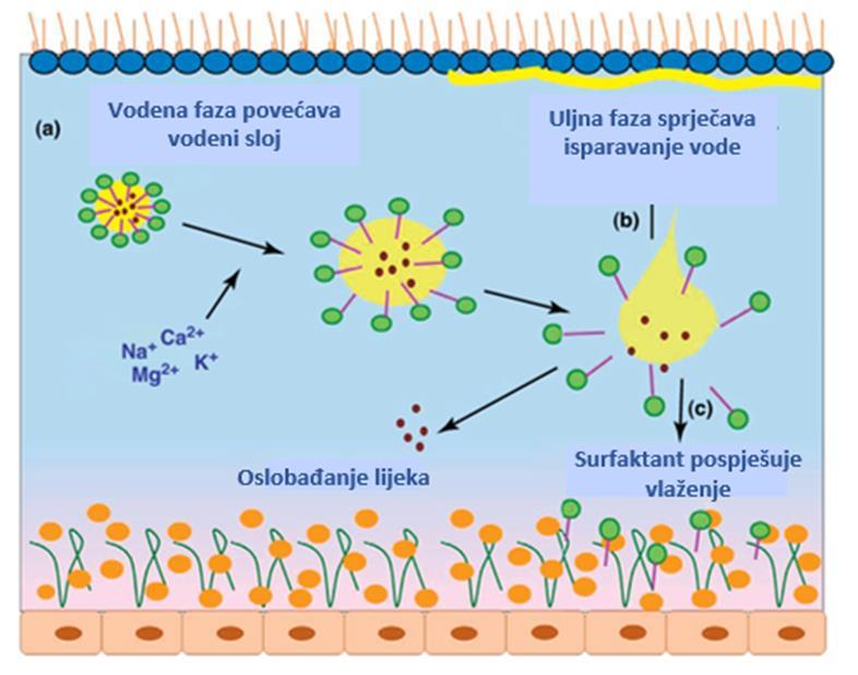 genskoj terapiji. Vrlo male uljne kapljice nanoemulzija bolje prodiru kroz rožnicu pa pogoduju boljoj apsorpciji topikalno primijenjenih lijekova (Sutradhar, 2013; Anton i Vandamme, 2009).
