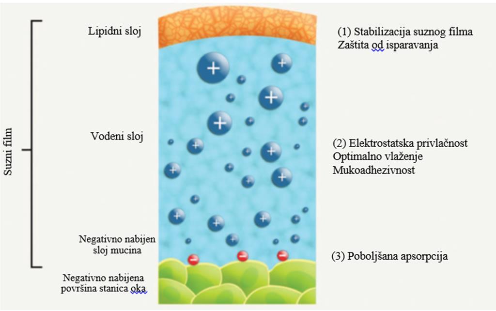 Slika 4. Interakcija kationskih nanoemulzija s negativno nabijenim stanicama rožnice.
