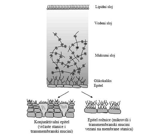 površinu epitelnih stanica rožnice i spojnice (transmembranski mucini) (Gan i sur., 2013; Zhou i Beuerman, 2012). Slika 1.