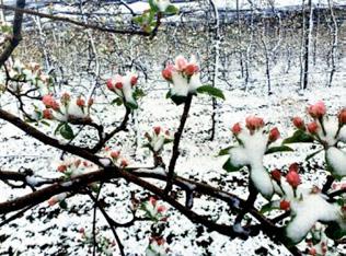 Zabilježeno je padanje snijega i u Splitu, četvrti puta u travnju u povijesti mjerenja, tj. u 7 godina. 7. i 8. travanj 221. Mraz.