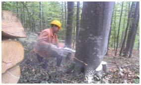 Milorad Danilovi, Slavoljub uri i Slavica Antoni Na oglednoj i kontrolnoj površini analizirano je ukupno 216 stabala.
