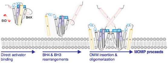 Slika 3. Predloženi model za aktivaciju proteina BAX i permealizaciju membrane. Nakon vezanja aktivatora N-terminus postaje slobodan, a α5, 6 i 9 se insertiraju u membranu (preuzeto iz: Chipuk i sur.