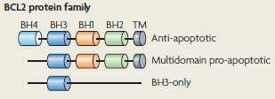 2. KLASIFIKACIJA PORODICE Porodica proteina BCL-2 može se podijeliti u dvije glavne skupine: na antiapoptičke i proapoptičke proteine.