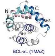 3. STRUKTURA PROTEINA IZ PORODICE BCL-2 Posttranslacijskim modifikacijama proteini BCL-2 se smataju u globularne proteine ili zauzimaju konformaciju unutarnjih nestrukturnih proteina (eng.