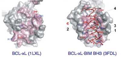 Ovaj uzorak je sačuvan i kod proteina BID, iako on pokazuje najmanje homologije sa smotanim globularnim proteinima.