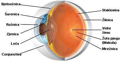 2. ANATOMIJA OKA Oko je jedno od najvažnijih organa osjeta. Ono je parni organ koji služi za pretvaranje svjetlosti u živčane impulse.