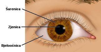 Šarenica ili iris je obojeni dio oka koji okružuje zjenicu. To je ravna struktura, jedinstvena u svojoj boji, uzorku i strukturi.