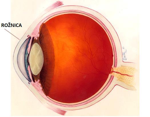 2.2. Unutarnji dijelovi oka Rožnica ili cornea je prozirna struktura vanjske očne ovojnice smještena u prednjem dijelu oka.