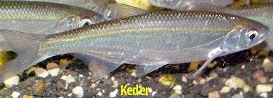 KEDER I KEDERA KEDER je jedna od mnogih srpskih riječi koja je judeo-hrišćanskom cenzurom protjerana iz štampanih rjecnika, udžbenika i govornog jezika. KEDER je ime jedne vrste male ribe.