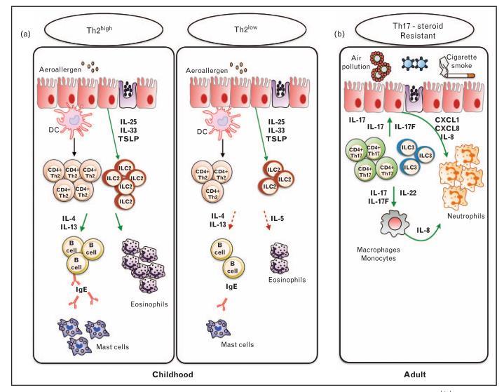 blokiranja IL-4 i IL-13 signalizacije (Dupilumab i Lebrikizumab) pokazale uspješnim u poboljšavanju kliničkih aspekata Th2 high endotipa (Rivas i sur., 2016).