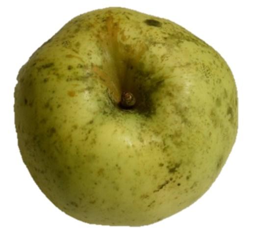 2. Teorijski dio Slika 3. Tradicionalna sorta jabuka Lijepocvjetka 2.1.5. Zlatna zimska pramenka Zlatna zimska pramenka je stara engleska sorta, u Francuskoj poznata još od 1700.