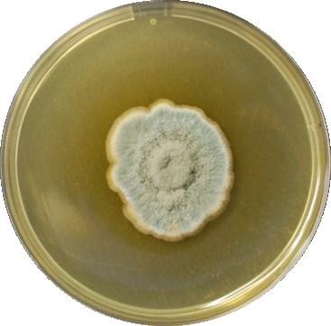 2. Teorijski dio Slika 10. Plijesan Penicillium expansum porasla na PDA mikrobiološkoj podlozi 2.3.2. Penicillium expansum i kontaminacija jabuka Zelenu ili penicilijsku plijesan uzrokuju saprofitske plijesni iz roda Penicillium.