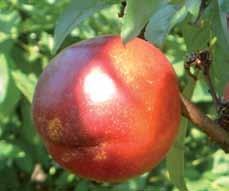 MARIA DELIZIA Dozrijevanje: krajem kolovoza Stablo: srednje bujnog rasta Plod: veliki, sferni plod, svijetlocrvene boje