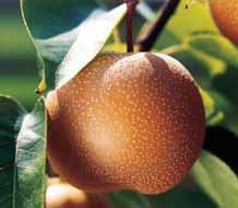 Dozrijevanje: krajem kolovoza / početkom rujna Stablo: bujnog rasta, dobro razgranato Plod: srednje velik, okruglastog oblika, kožica ploda srednje debela,