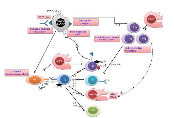memorijsku aktivnost). MDSC sposobni su za proizvodnju IL-10, MMP9 i TGF-β koji pogoduju angiogenezi, vaskulogenezi i metastaziranju (Srivastava i sur., 2012).
