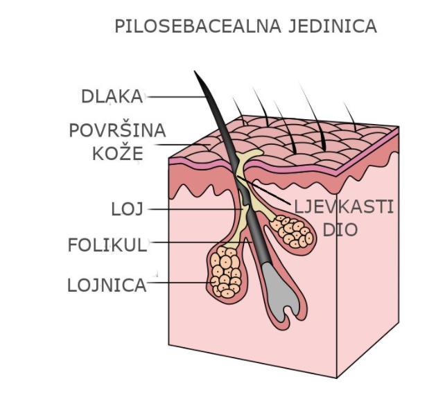 Bitan dio ovog aparata je i folikularna jedinica koja predstavlja poru, kroz nju dlaka i sebum izlaze na površinu. Njen posao je i proizvesti stanice koje proizvode vlaknasti protein keratin.