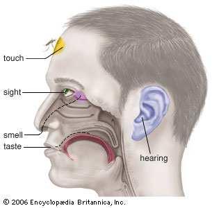 Slika 17. Ljudska čula Slušni osećaj je nemoguć bez čula sluha koje je jedno od pet čula koja omogućavaju život i komunikaciju.