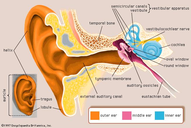 Na granici spoljnog i srednjeg uha se nalazi bubna opna. Iza bubne opne je bubna duplja u kojoj se nalazi lanac slušnih koščica - čekić, nakovanj i uzengija.