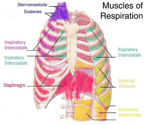 Slika 27. Respiratorni mišići - singingvoicetraining.com a) Udisači Dijafragma je najvažniji mišić udisač koji učestvuje pri disanju, zevanju, smehu, kašlju i kijanju.