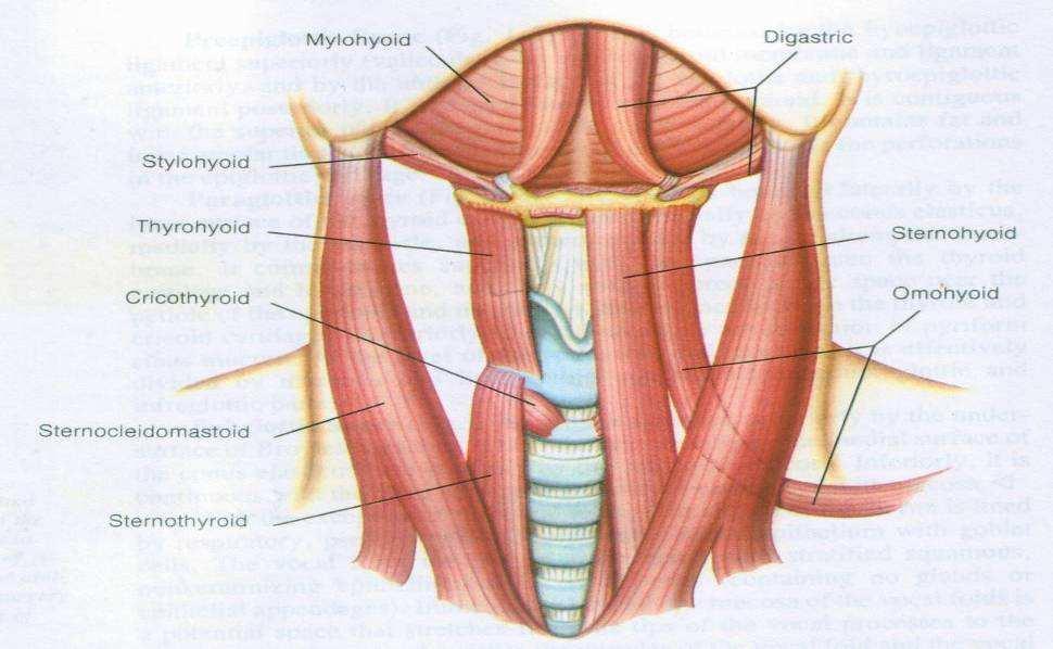 1.4.1.2.4 Mišići larinksa Mišići grkljana se mogu podeliti na spoljašnje i unutrašnje mišiće.