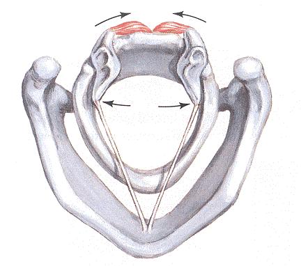 Odmicač - abduktor Slika 37. M. cricoarytenoideus posterior-posticus Slika 38. Akcija mišića i presek glasnica Mumović 2004, str.