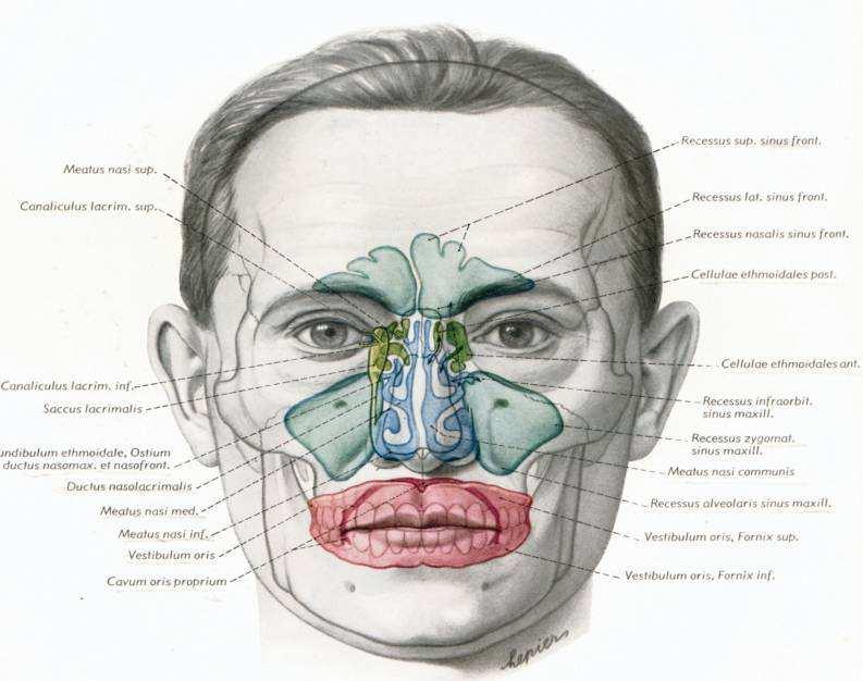 Nosna šupljina ima rezonantnu funkciju, odnosno učestvuje u formiranju boje glasa. Uloga mekog nepca u povezivanju i razdvajanju nosne i usne šupljine vrlo je važna.