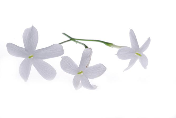 Jasmine ORIGIN Native to Mediterranean countries and widely cultivated for the characteristic fragrance of its flowers, jasmine (Jasminum officinalis) is an evergreen and fragile climbing shrub