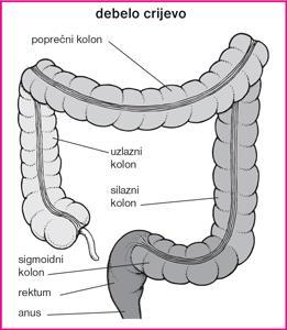 2. Anatomija debelog crijeva Debelo crijevo (intestinum crassum) nastavlja se na završni dio tankog crijeva i proteţe se sve do analnog otvora.
