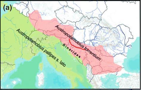 Slika 3. Karta Europe s područjima rasprostranjenosti pripadnika roda Austropotamobius (preuzeto iz Klobučar i sur., 2013). Na temelju analiza mitohondrijske (mt) DNA vrste A.